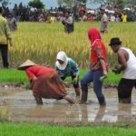 suasana tanam padi desa wisata jogja