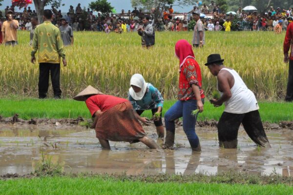 suasana tanam padi desa wisata jogja