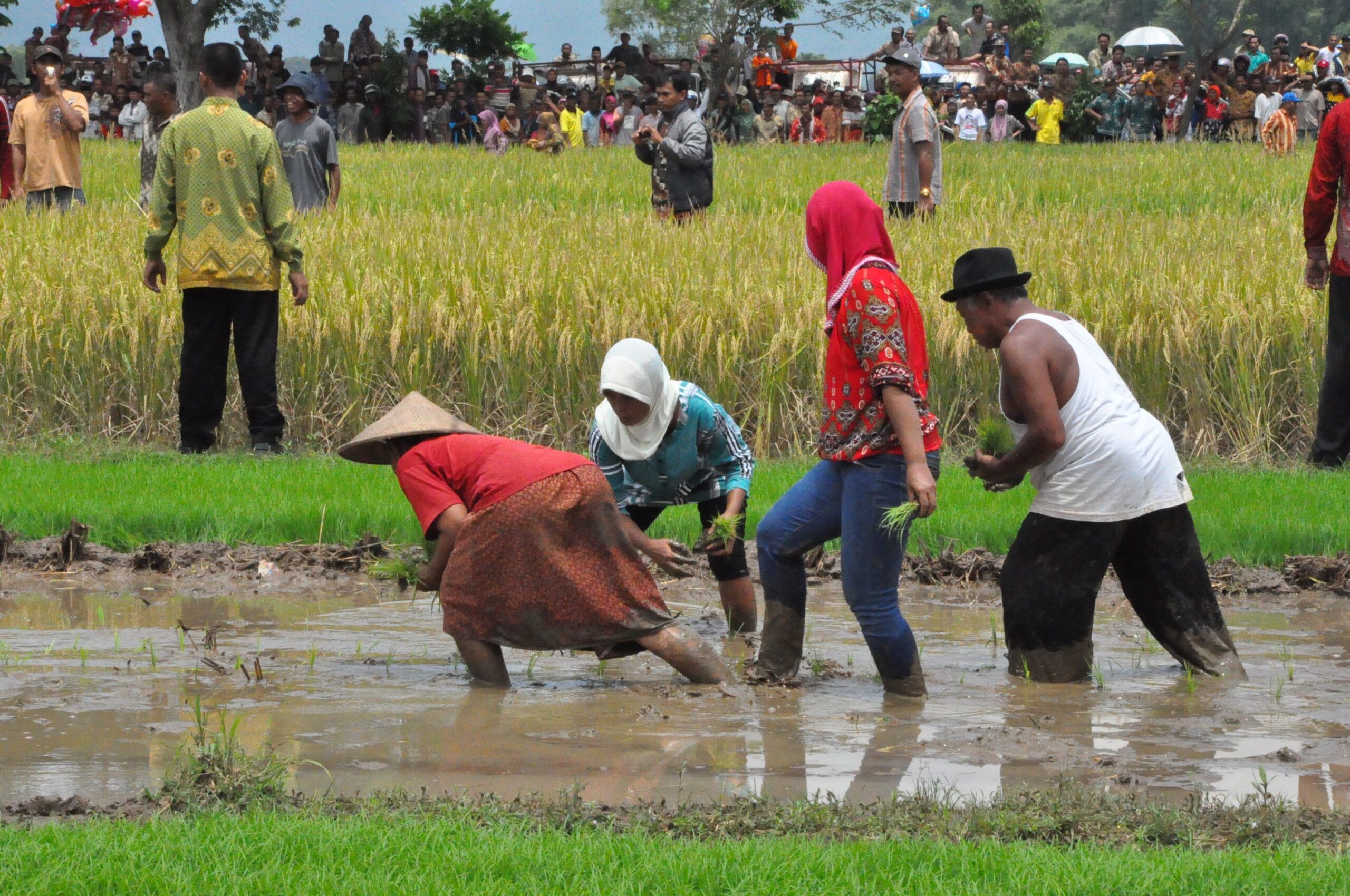 suasana tanam padi desa wisata jogja